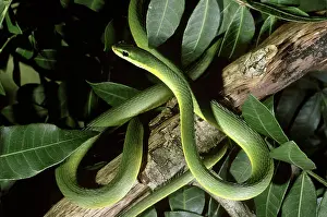 Opheodrys: Rough Green Snake