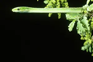 Opheodrys: Rough Green Snake