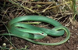 Nonvenomous: Rough Green Snake