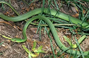 Nonvenomous: Rough Green Snake