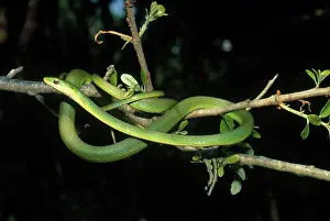 Nonvenomous: Rough Green Snake