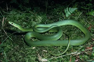 Nonvenomous: Rough Green Snake