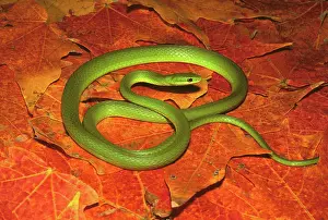 Nonvenomous: Rough Green Snake