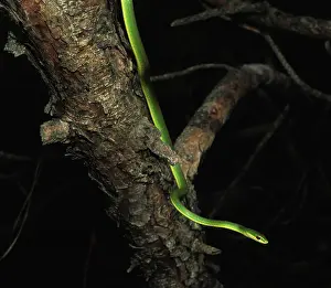 Nonvenomous: Rough Green Snake
