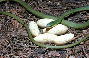 Clutch: Rough Green Snake with Eggs
