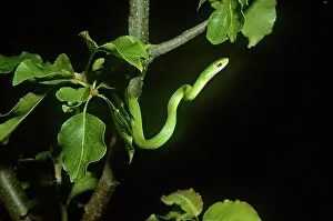 Opheodrys: Rough Green Snake (Opheodryas aestivus)