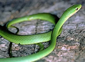 Opheodrys: Rough Green Snake (Opheodrys aestivus)