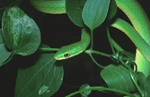 Opheodrys: Rough green snake, Opheodrys aestivus