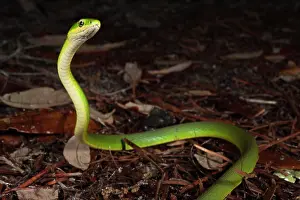 Pete: Rough Green Snake (Opheodrys aestivus)