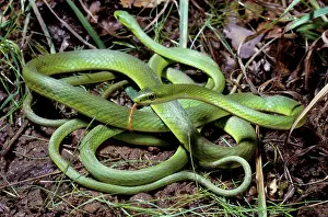 Nonvenomous: Rough Green Snakes