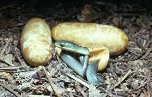 Opheodrys: Rough Green Snakes Hatching