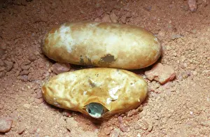 Opheodrys: Rough Green Snakes Hatching