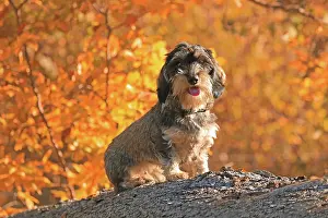 Arnsberg: Rough-haired dachshund, Arnsberg, North Rhine-Westphalia