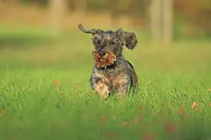 Arnsberg: Rough-haired dachshund, Arnsberg, North Rhine-Westphalia
