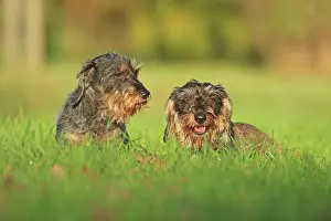 Arnsberg: Rough-haired dachshund, Arnsberg, North Rhine-Westphalia