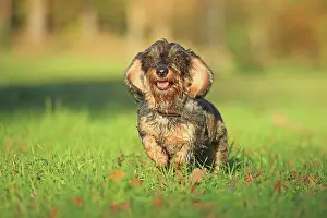 Arnsberg: Rough-haired dachshund, Arnsberg, North Rhine-Westphalia