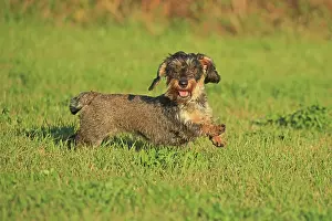 Arnsberg: Rough-haired dachshund, Arnsberg, North Rhine-Westphalia