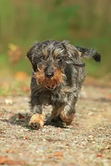 Arnsberg: Rough-haired dachshund, Arnsberg, North Rhine-Westphalia