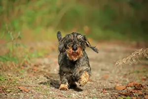 Arnsberg: Rough-haired dachshund, Arnsberg, North Rhine-Westphalia