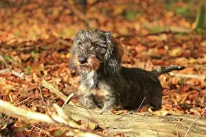 Arnsberg: Rough-haired dachshund, Arnsberg, North Rhine-Westphalia
