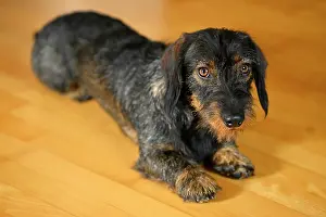 Wire: Rough-haired dachshund (Canis lupus familiaris)