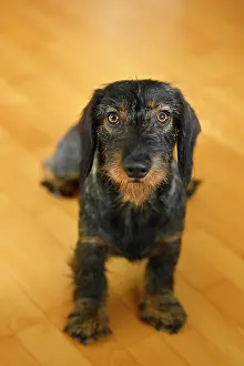Poverty: Rough-haired dachshund (Canis lupus familiaris)