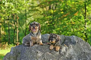 Arnsberg: Rough-haired dachshund, hunting dog, Arnsberg, North