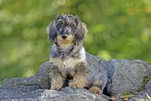 Arnsberg: Rough-haired dachshund, hunting dog, Arnsberg, North