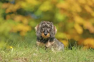 Arnsberg: Rough-haired dachshund, hunting dog, lying on the