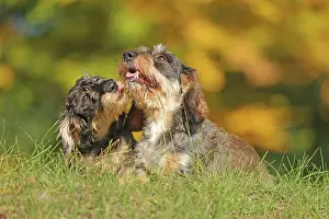 Arnsberg: Rough-haired dachshund, hunting dog, lying on the