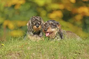 Arnsberg: Rough-haired dachshund, hunting dog, lying on the