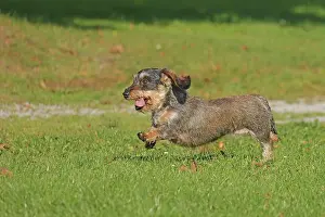 Arnsberg: Rough-haired dachshund, hunting dog, running in