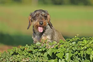 Arnsberg: Rough-haired dachshund, hunting dog, sitting on