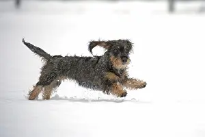 Arnsberg: Rough-haired dachshund, running in the snow, Arnsberg