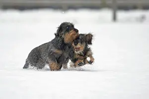 Arnsberg: Rough-haired dachshund, running in the snow, Arnsberg