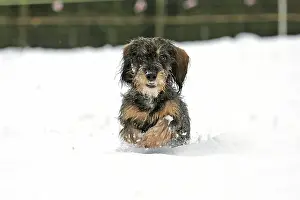 Arnsberg: Rough-haired dachshund, running in the snow, Arnsberg