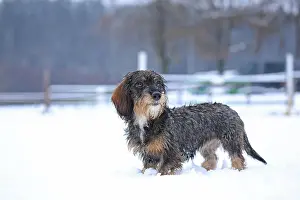 Arnsberg: Rough-haired dachshund, standing in the snow, Arnsberg