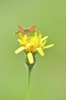 Skipper: Rough Hawkbit