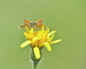 Skipper: Rough Hawkbit