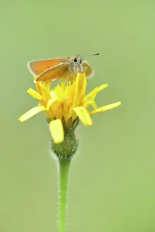 Skipper: Rough Hawkbit