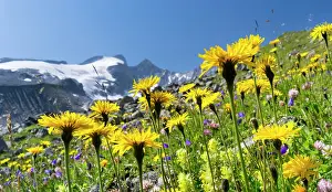 Alpen: Rough Hawkbit (Leontodon hispidus) in full