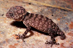 Asper: Rough Knob-tail