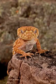 Nephrurus: Rough Knob-tail Gecko, Nephrurus amyae