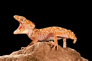 Nephrurus: Rough Knob-tail Gecko, Nephrurus amyae