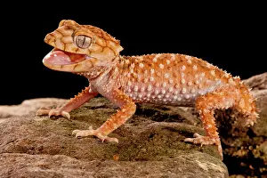 Nephrurus: Rough Knob-tail Gecko, Nephrurus amyae