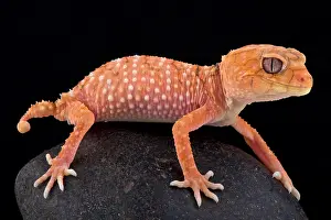 Nephrurus: Rough knob-tailed gecko (Nephrurus amyae), Australia
