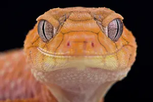Nephrurus: Rough knob-tailed gecko (Nephrurus amyae), Australia