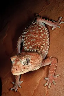 Geckos: Rough Knobtail Gecko