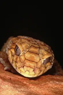 Asper: Rough Knobtailed Gecko (Nephrurus asper)