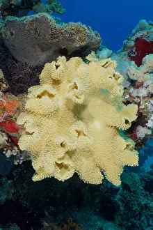 Rough: Rough leather coral (Sarcophyton glaucum), Shaab